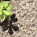 Gedicht: Meine Verehrung für Meister Basho, der unsterbliche Haikus geschrieben hat. Seine Welt war reich, seine Worte waren es auch.