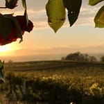 Gedicht: Gegen die Kälte des Winters hilft Liebe. Vielleicht trifft sie uns unerwartet, auf jeden Fall aber wärmt sie uns. Wie der Frühling.