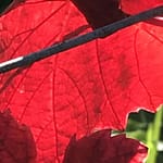 Gedicht: Das Laub leuchtet farbenfroh, es gibt dem Leben Kraft und Tiefe. Und doch stirbt es in einer Kaskade an Endlichkeit. Wir sterben vereint.