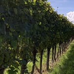 Gedicht: Manchmal erscheint uns das Leben flaumig zu sein, weich, zart. Und irgendwie zu schweben. Doch das täuscht, hinterhältig lauern Gefahren.