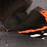 Gedicht: Die Welt verwirrt uns, wie manchmal ein Schmetterling, er in der Luft schaukelt und hier und dort seine Richtung ändert. Unser Geist könnte helfen.