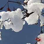 Gedicht: Ach, wie herzlos ist dieses Haiku. Frauen sollen aus Eis sein? Dabei sind sie doch warme, herzliche Wesen durch und durch. Der Dichter übertreibt.