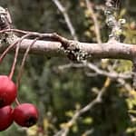 Gedicht: Wie haltbar ist die Liebe? Wie haltbar sind Frauen im Leben eines Mannes? Oder umgekehrt, die Frage sei auch erlaubt. Hält Eis warm?