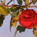 Gedicht: Manche alte Liebe wärmt das Herz nur scheinbar, eigentlich ist die olle Pumpe längst rostig geworden. Bleibt die Hoffnung auf dem Winter, der uns wärmt.