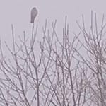 Gedicht: Was ist mit den alten Damen los? Sie duften nach Rosen, na immerhin. Und sonst? Woher kommt der Schnee in diesem Gemälde?