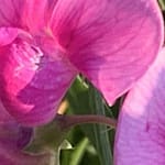 Gedicht: Leer. Leer. Leer. Das Leben ist fad, was bleibt? Außer Selbstmitleid, meinst Du? Viel, zum Bespiel das Herz bleibt. Und eine Entdeckung.