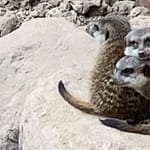 Gedicht: So ein Rollator ist ein nützliches Ding. Man kann beschwerdefreier an ihm gehen, sich abstützen, in den Gehpausen auch draufsetzen. Doch wozu verführt er?