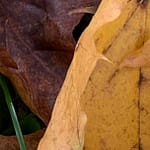 No-Haiku: Irgendwann ist das gemütliche Leben vorbei, der Untergang klopft an die Türe. Spätestens jetzt ist Widerstand angezeigt. Und spätestens jetzt ist jetzt.