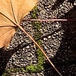 Gedicht: Über den glitzernden Boulevard schlenderst du voller Lust am Leben. Doch was siehst du? Schaust du hinter die glitzernde Fassade?