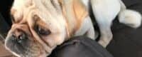 Mopsmaschine. Sei tapfer! Texte