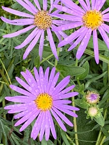 B. Traven enthüllt Klaus Krüger, Rezension B. Traven, RoBa