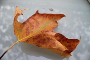 Fantastische Reise ins Feenland Rezension Mopsmaschine: Fantastische Reise ins Feenland