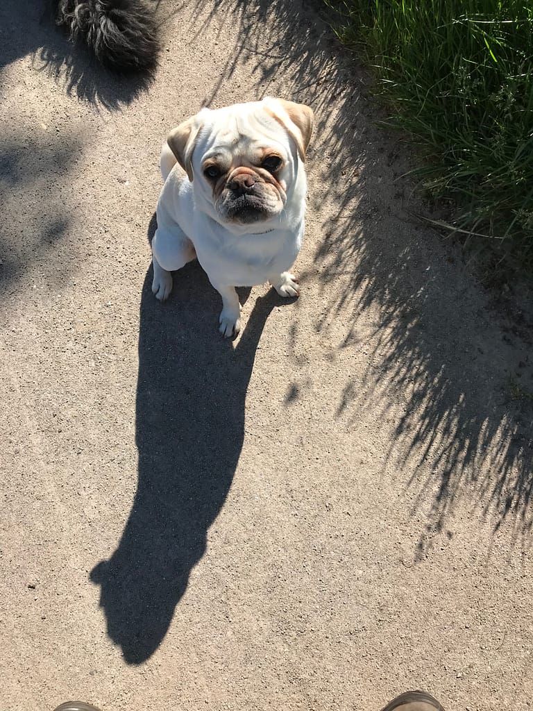 Henry