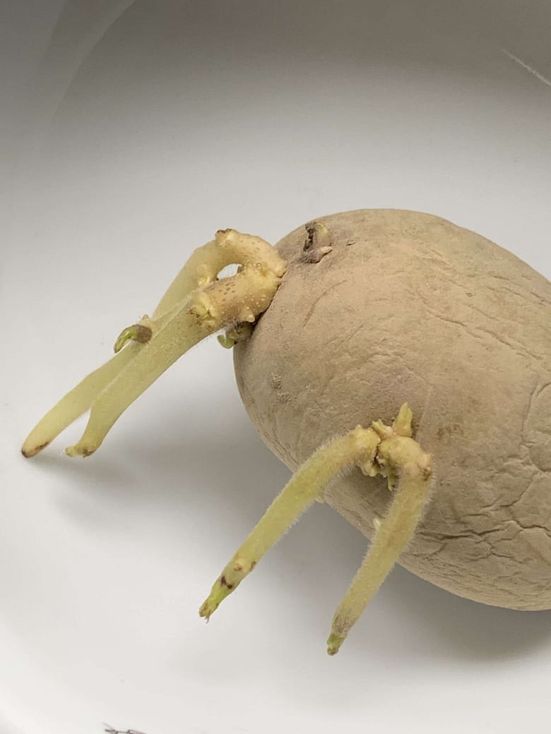 Kochversager Osswald, eine Satire Osswald gilt als Kochversager. Aber darf man so etwas Schönes überhaupt essen?