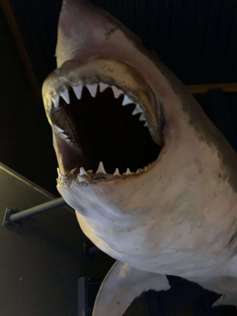 Gimme Shelter Gimme Shelter. Lyrik. RoBa.