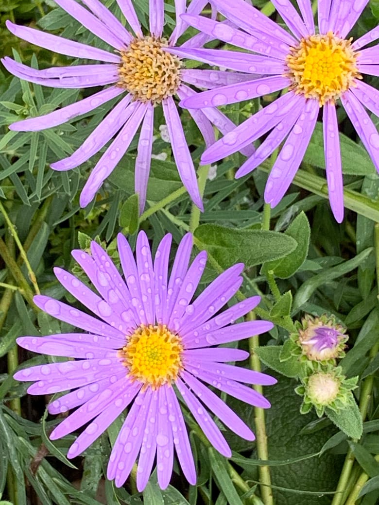 B. Traven enthüllt Klaus Krüger, Rezension B. Traven, RoBa