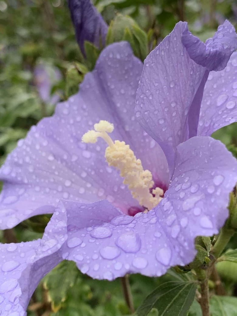 Botschaften des Glücks Botschaften des Glücks. Gedicht von Klaus Krüger auf der unvergleichlichen Mopsmaschine.org.