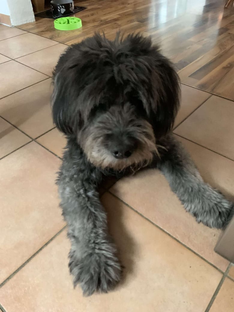 Osswald und die Familienhunde: Klar gehören Hunde zur Familie. Man hätte sonst deutlich weniger Spaß. Allerdings kann der Spaß umkippen.