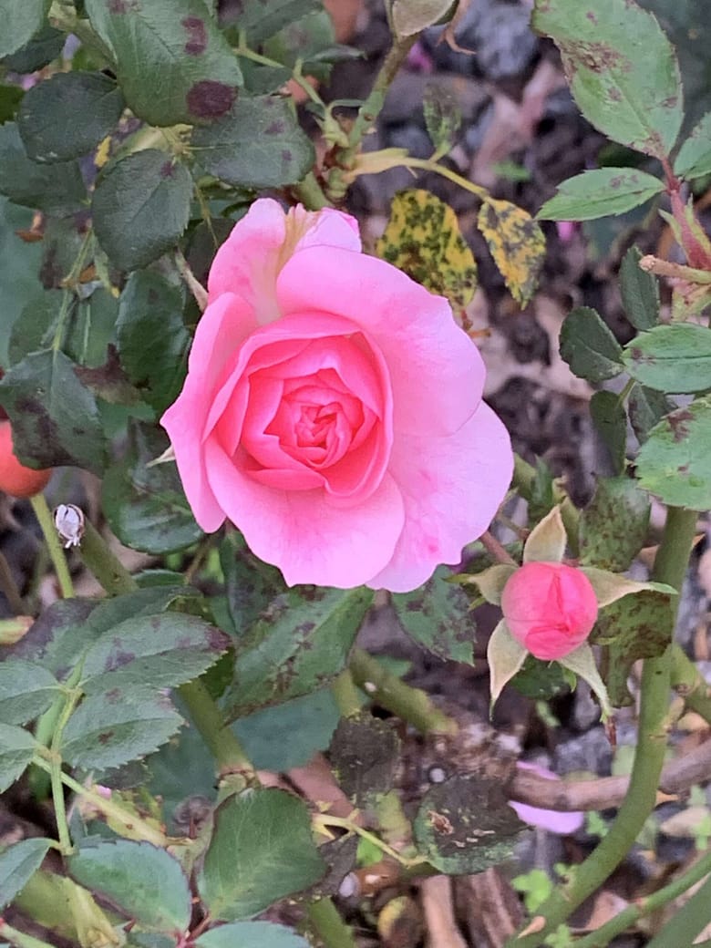 Sweetest little Thing* Sweetest Little Thing (Chicken Shack): Die Süße meines Lebens ist verblasst, die Regenwand der Zeit hat sie ausgewaschen. Die Erinnerung bleibt.