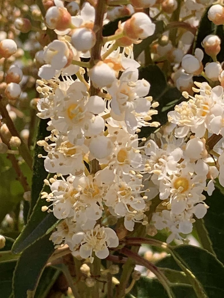 Robas Gedicht: Schau in das Herz der Menschen und meide ihre Falschheit.