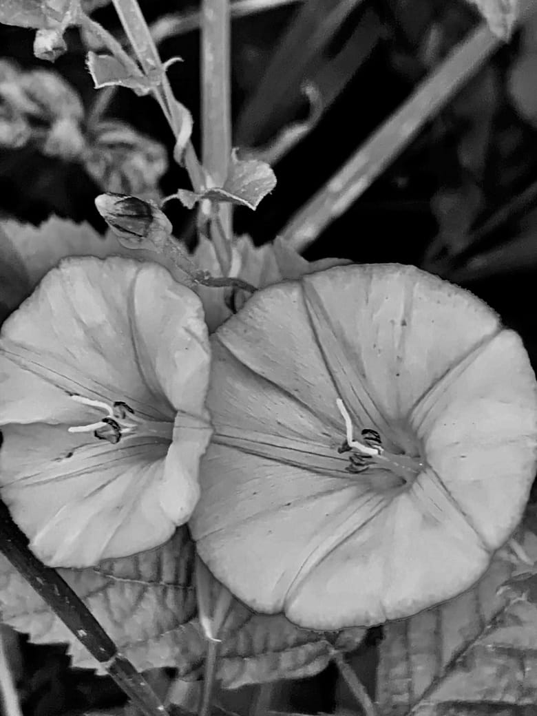 Die Königin des Herzens zieht sich zurück, die Liebe stirbt. Zeit zu gehen, aber nicht ohne ein Geschenk: schwarze Blumen.