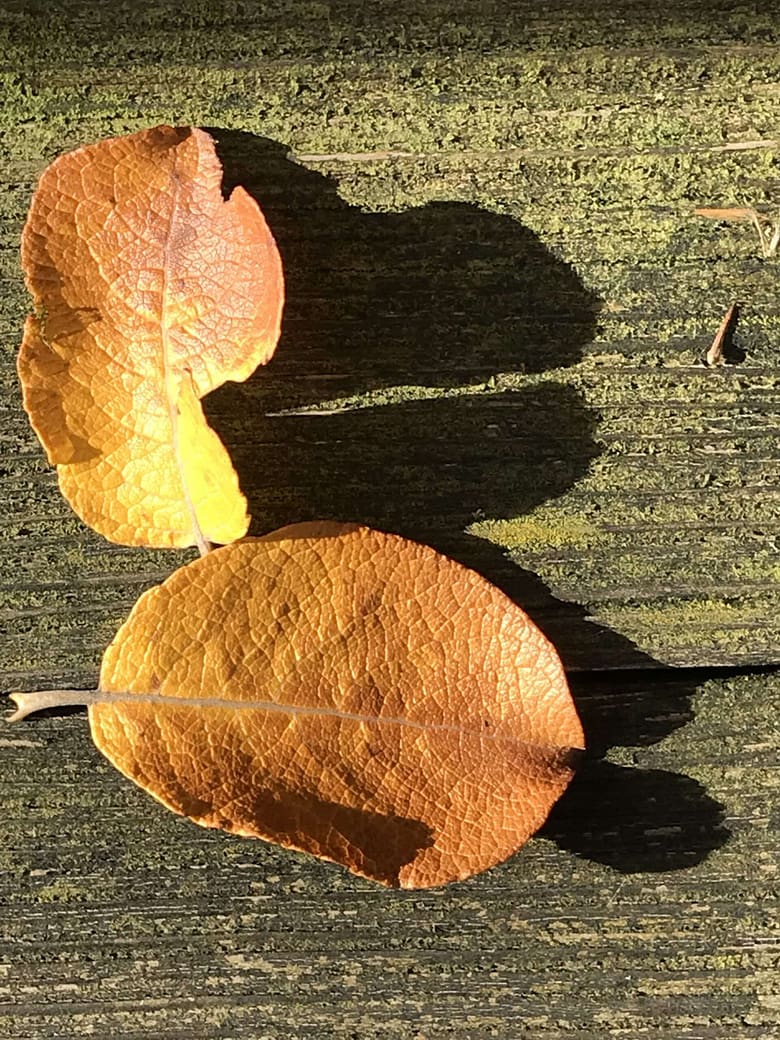 Ein bisschen Trost ist immer gerne genommen. Manchmal sehen wir etwas, das uns unvermittelt tröstet; wie eine weiße Kirche, die durch rotes Laub schimmert.