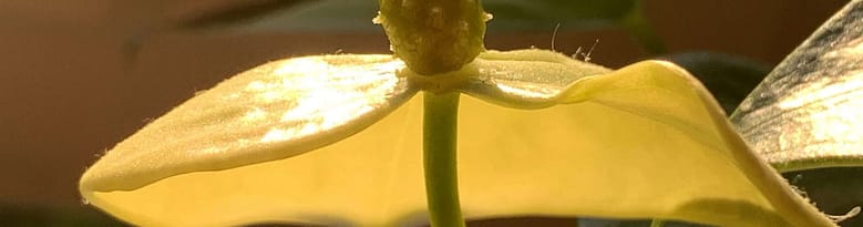 No-Haiku: Lebe leicht Gedicht (Haiku): Wenn du etwas gar nicht erwartest und es kommt zu dir, freue dich und halte es fest. Gerade, wenn es die Liebe ist.