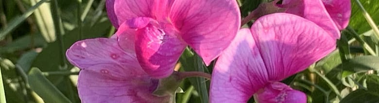 No-Haiku: Leer Gedicht: Leer. Leer. Leer. Das Leben ist fad, was bleibt? Außer Selbstmitleid, meinst Du? Viel, zum Bespiel das Herz bleibt. Und eine Entdeckung.