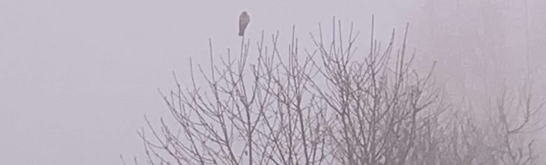 No-Haiku: Schnee Gedicht: Was ist mit den alten Damen los? Sie duften nach Rosen, na immerhin. Und sonst? Woher kommt der Schnee in diesem Gemälde?