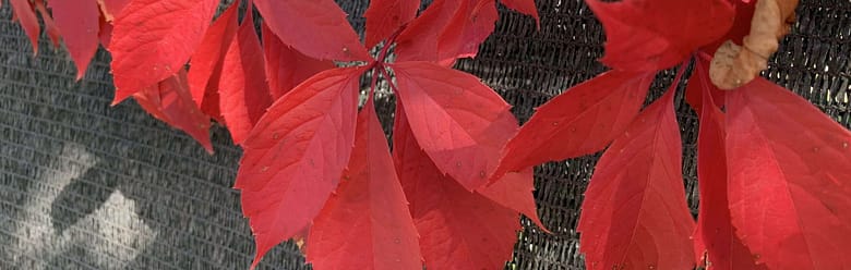 No-Haiku: Ruinen Gedicht: Was nützt die Liebe, wenn um Dich nur Ruinen sind, wo Du hinschaust, und der andere dich missachtet und dich behandelt, als sei er ein Geist.