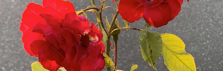 Wolfsaugen Gedicht: Leben wäre einfach, hätten wir Vertrauen. Alles geht leichter, wenn wir uns an er Hand nehmen. Stattdessen sehen wir Wolfsaugen beim Nachbarn.