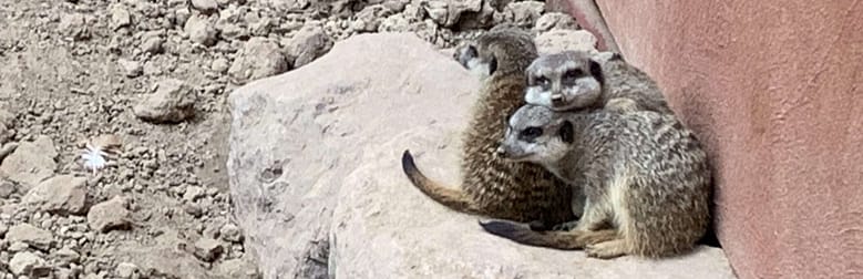 No-Haiku: Rollatorfrost Gedicht: So ein Rollator ist ein nützliches Ding. Man kann beschwerdefreier an ihm gehen, sich abstützen, in den Gehpausen auch draufsetzen. Doch wozu verführt er?