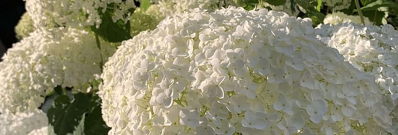 Gedicht: Was wären wir ohne Träume? Sie ergänzen das Leben, sie geben ihm einen besonderen Sinn. Nur manchmal machen sie uns einen Strich durch die Rechnung.