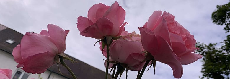 Gedicht: Wenn Liebe eindeutig wird, nimmt sie uns in die Pflicht. Wir bekommen nur ihre Zuneigung und ihre Segnungen, wenn wir uns auf sie einlassen.