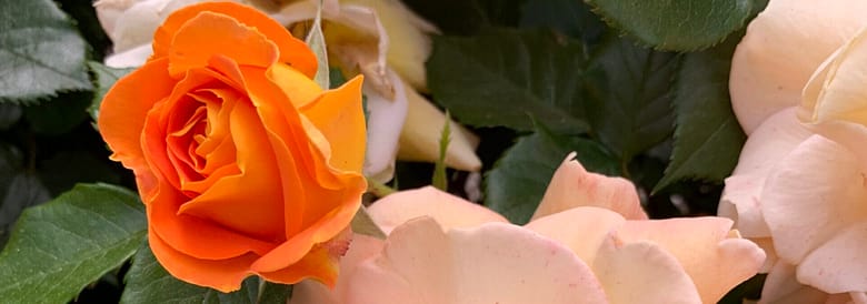 Gedicht: Die Liebe wächst Schritt für Schritt, die wir geduldig gehen. Das macht uns glücklich, die Vögel jubilieren und die Rosen duften. Das Glück ist ganz normal.