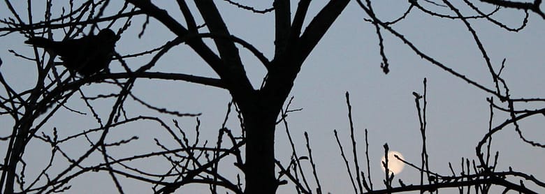 Zuviel Schwarz in der Welt? Vielleicht ist Schwarz die richtige Haltung in dieser Welt. Das Kontrastmittel des Wahnsinns. Weiß kann töten.