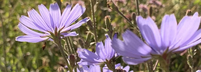 Gedicht: Sommer ist, liege auf Deinem Bett und träume von Dir. Die Sonne streichelt meine Sinne, so, wie ich Dich streichle. Das Leben könnte ewig so sein.