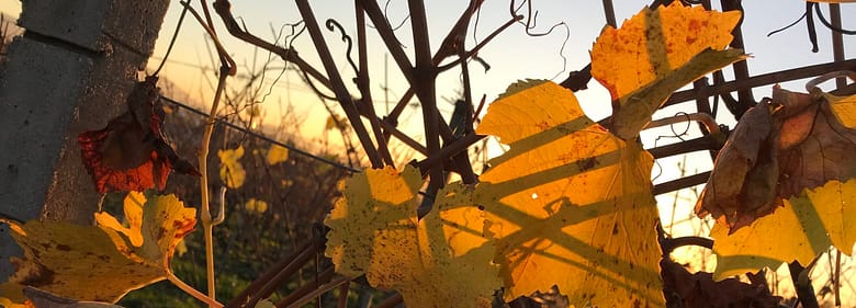 No-Haiku: Ich Vergolde Gedicht: Wollen wir wirklich vor der Wirklichkeit in die Knie gehen? Wir sehen die Scheiße, ja, aber lasst uns die Welt vergolden!