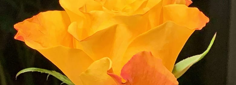 No-Haiku: Jahrestag Gedicht: Erinnerungen an Dich, Deiån Todestag. Unserer Leben trug einen Spalt, wir fanden nie so richtig zusammen. Vielleicht werden wir uns gerade deshalb wiedersehen.