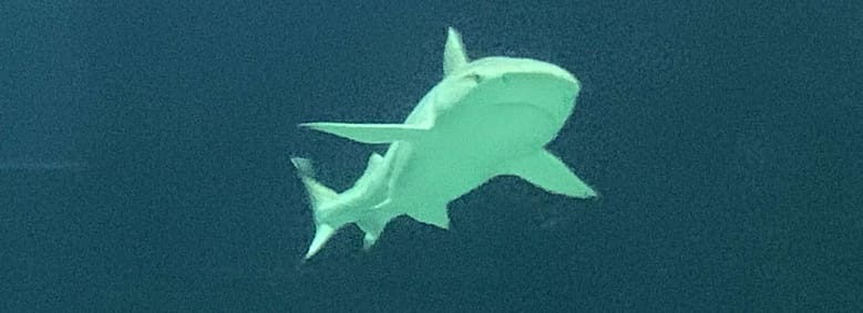 Naked Skin Naked skin: Wir sind nackt, unsere Haut hält das Böse nicht auf. Uns bleiben Illusionen und das nackte Grauen. Wehren wir uns klug.