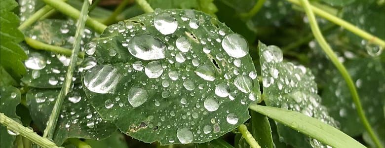 No-Haiku: Sommer schläft Gedicht: Hat der Sommer eine Sehnsucht? Oder haben wir eine? Und welche Rolle spielt der Regen in diesem undurchsichtigen Spiel?