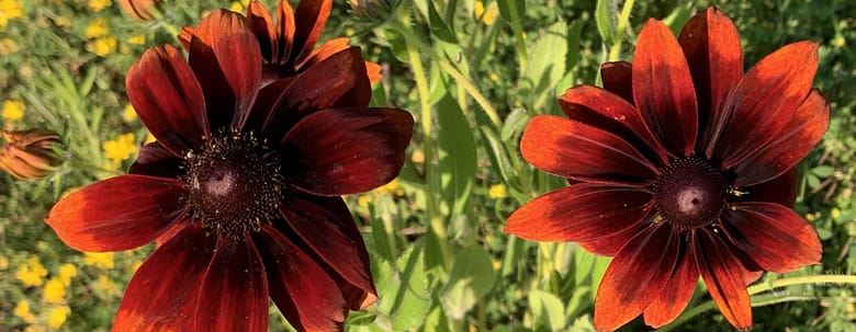 Rotes Herz Gedicht: Trägt mein rotes Herz unsere Liebe? Und was ist mit deinem roten Mund? Wie dem auch sei, mein rotes Notizbuch singt von unserer Liebe.