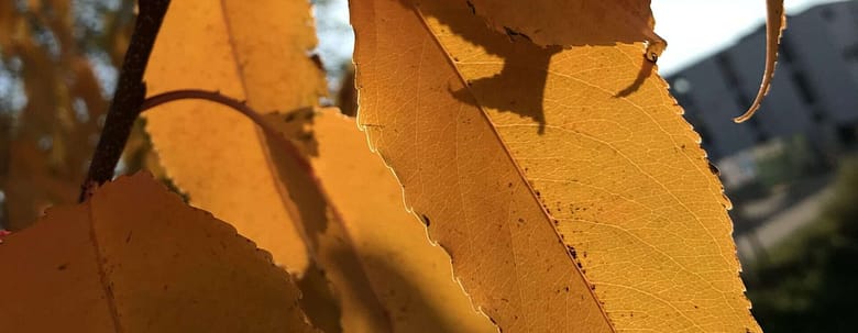 No-Haiku: Lustvoll Gedicht: Wer nicht aus dem Vollen lebt, verzockt seine Zeit. Sie kommt nicht zurück. Statt dessen kommt der Herbst, die Blätter fallen.