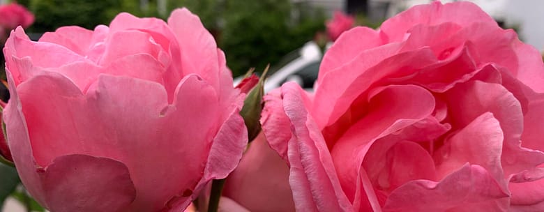 Gedicht: Ein Lächeln bedeutet so viel. Es kann trösten, beflügeln und eine verschüttete Liebe wieder beleben. Wir sollten häufiger ein Lächeln verschenken.