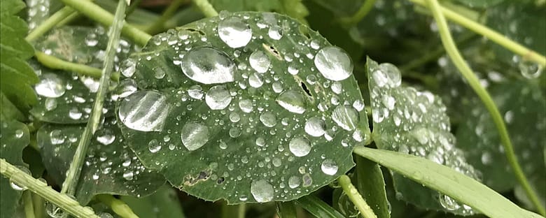No-Haiku: Sommer Gedicht: Der Regen kann uns weit tragen in unseren Träumen, in seinem sanften Klopfen offenbart er die Sehnsucht nach Unendlichkeit. Das macht den Sommer schläfrig.