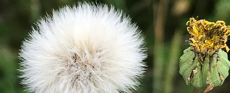 No-Haiku: Ferne Liebe No-Haiku: Liebe kann so fern sein. Wie eine Wildgans hoch am Himmel, die über mir zieht und von Liebe schnattert.