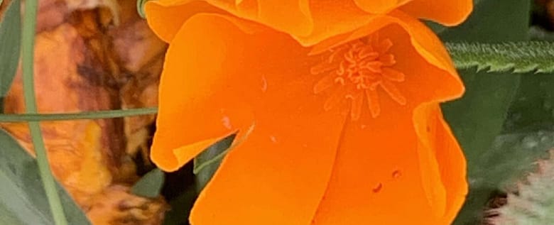 No-Haiku: Liebestraum Gedicht: Wir wollen uns von Liebe umhüllen lassen und im anderen Baden vor lauter Raserei. Aber geht das auf Dauer gut? Ist nicht vielleicht Entkommen die Lösung?