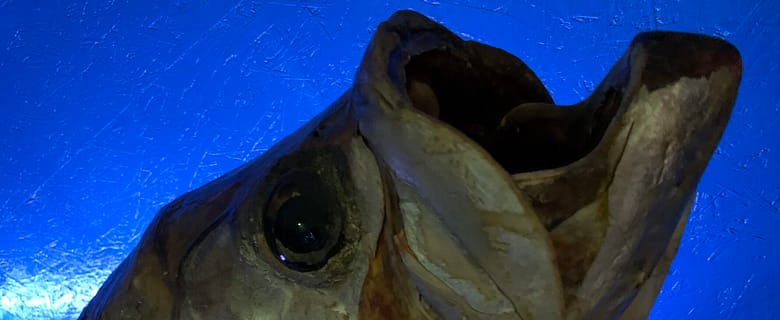 Das Glück will nicht kommen. Schlimmer, es zerschellt an der Wand. Bleibt nur noch das Pech, und das hat sein Bleiben für die nächsten Jahre angekündigt.