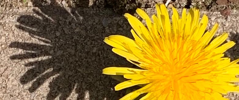 Wir suchen den anderen in unseren Träumen und in dieser schlechten Welt. Wir sind enttäuscht, weil wir ihn nicht finden. Dabei ruht der andere in uns.