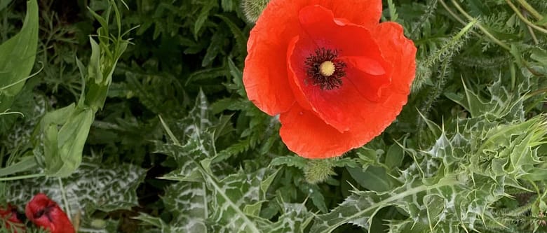 Gedicht: Kann Liebe alles? Uns wärmen im Leben? Und uns wärmen in den Hallen des Todes? Die Einsamkeit des Sterbens vertreiben? Liebe kann alles.